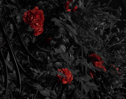 547502006_08894fc3f8_b